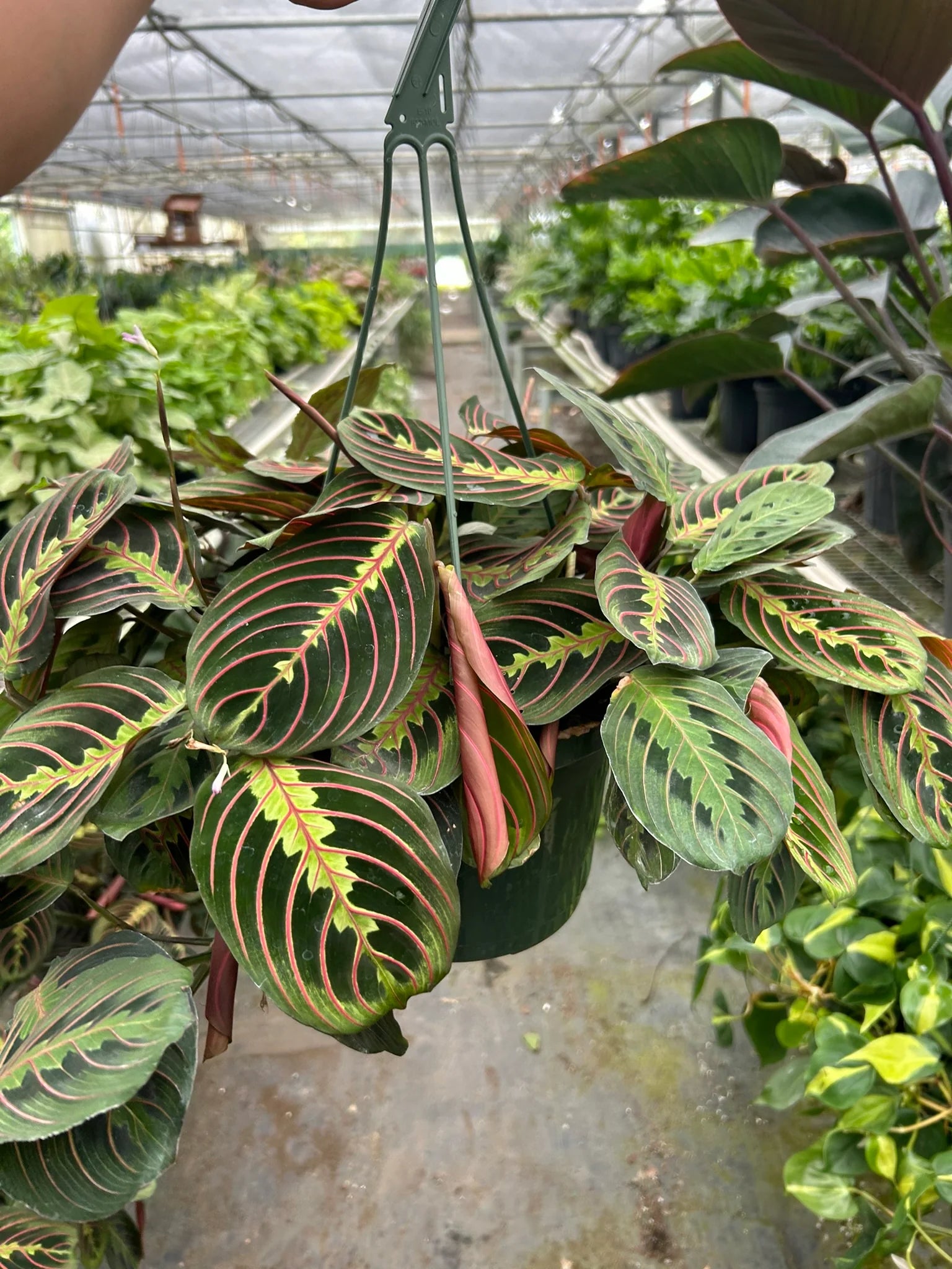 Red Prayer Plant Maranta Live Indoor Plant | SunriseDaylas