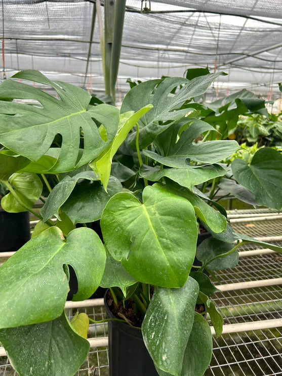 Swiss Cheese Plant – Tropical Statement Plant | SunriseDaylas