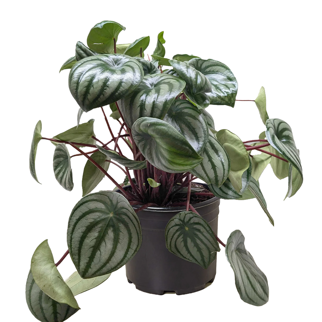 Watermelon Peperomia – Pet Friendly Live Plant | SunriseDaylas