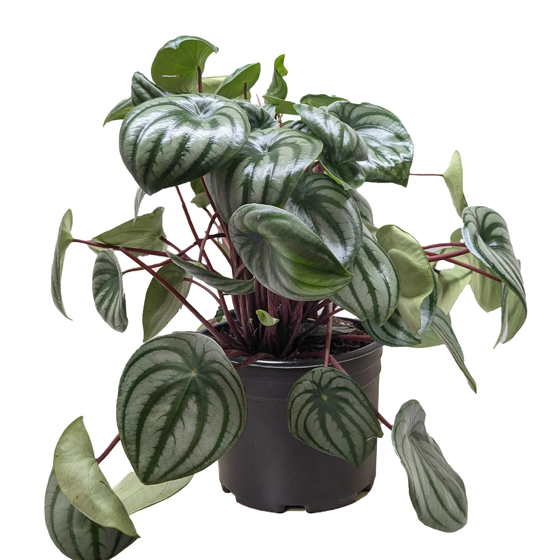 Watermelon Peperomia – Pet Friendly Live Plant | SunriseDaylas