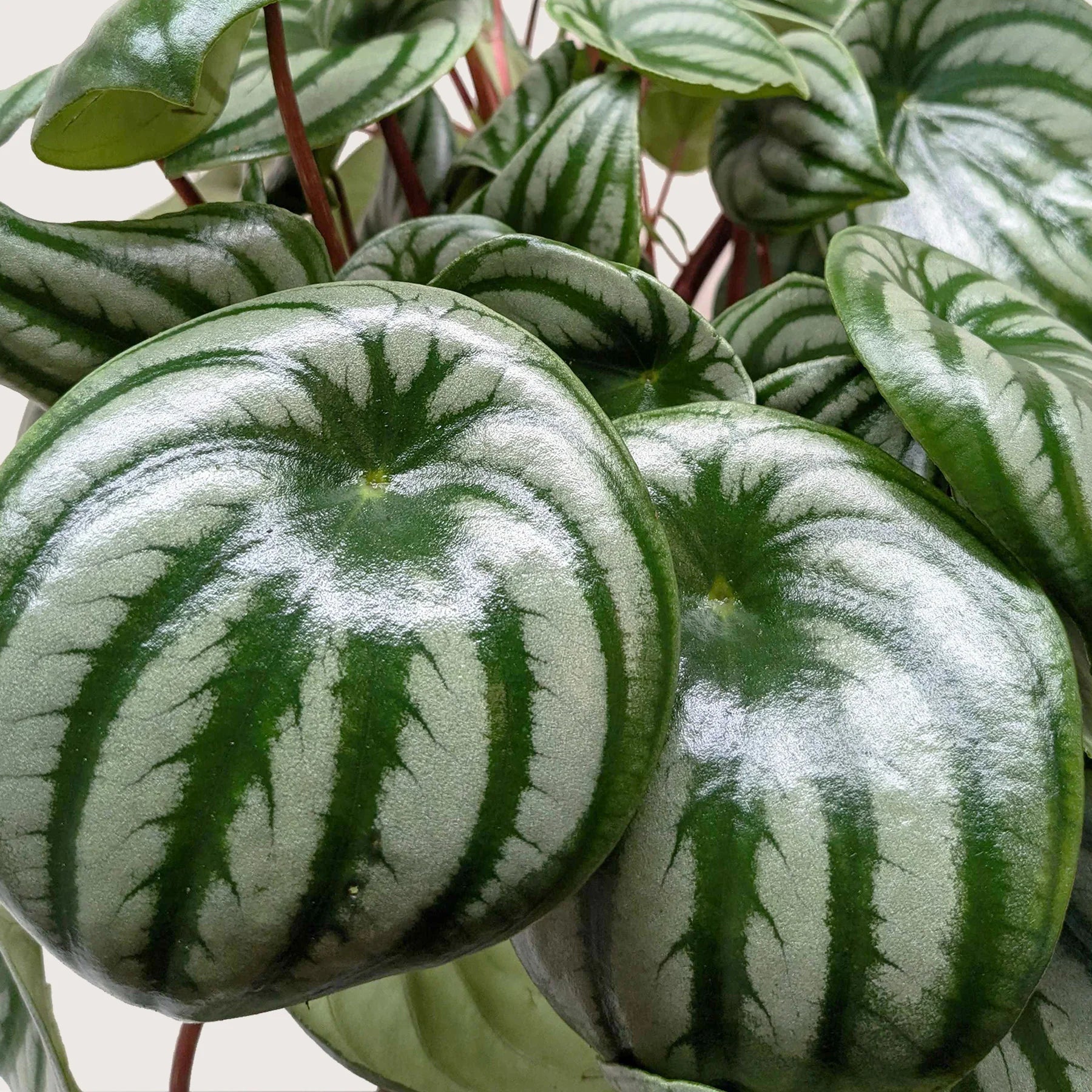 Watermelon Peperomia – Pet Friendly Live Plant | SunriseDaylas