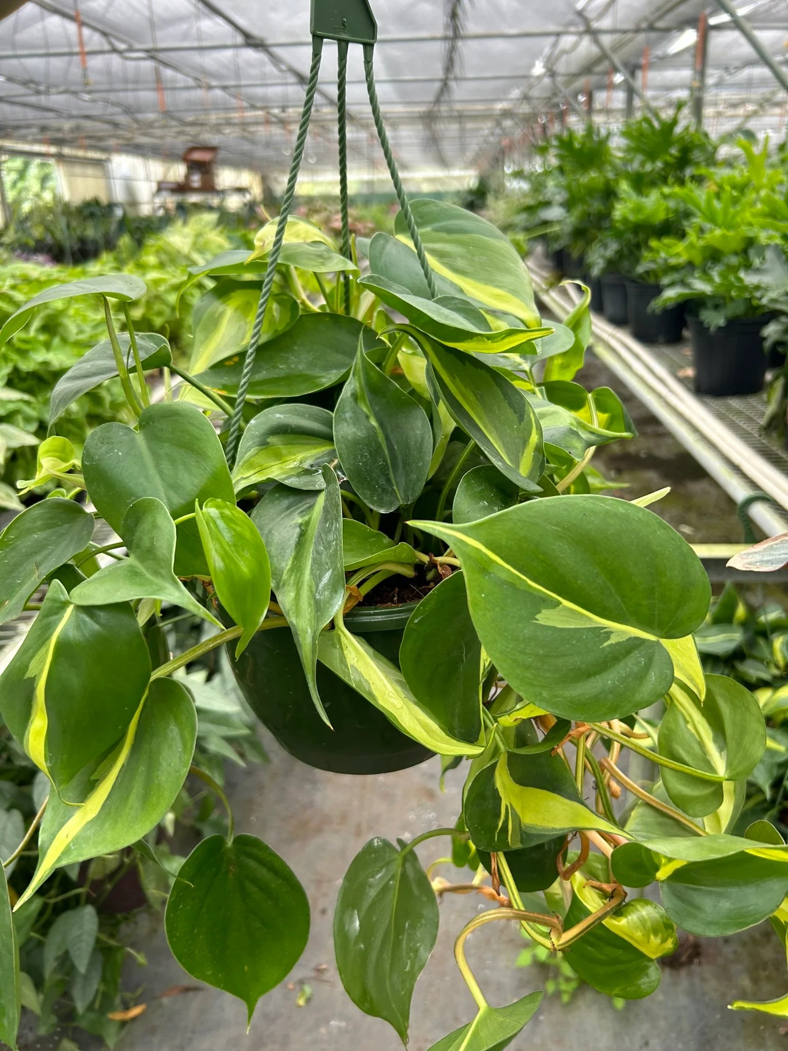 Philodendron ‘Brasil’ – Variegated Heartleaf Indoor Plant | SunriseDaylas