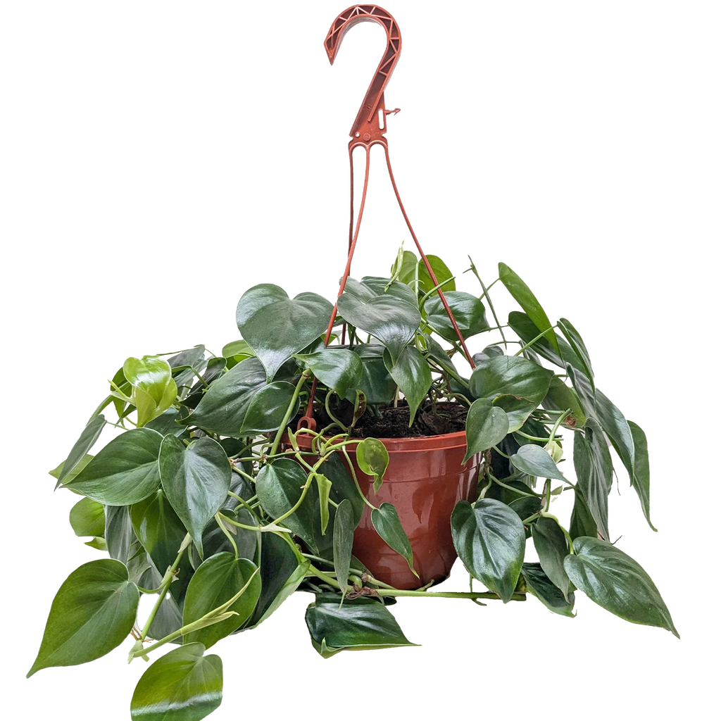 Philodendron Cordatum – Heartleaf Vining Live Plant | SunriseDaylas