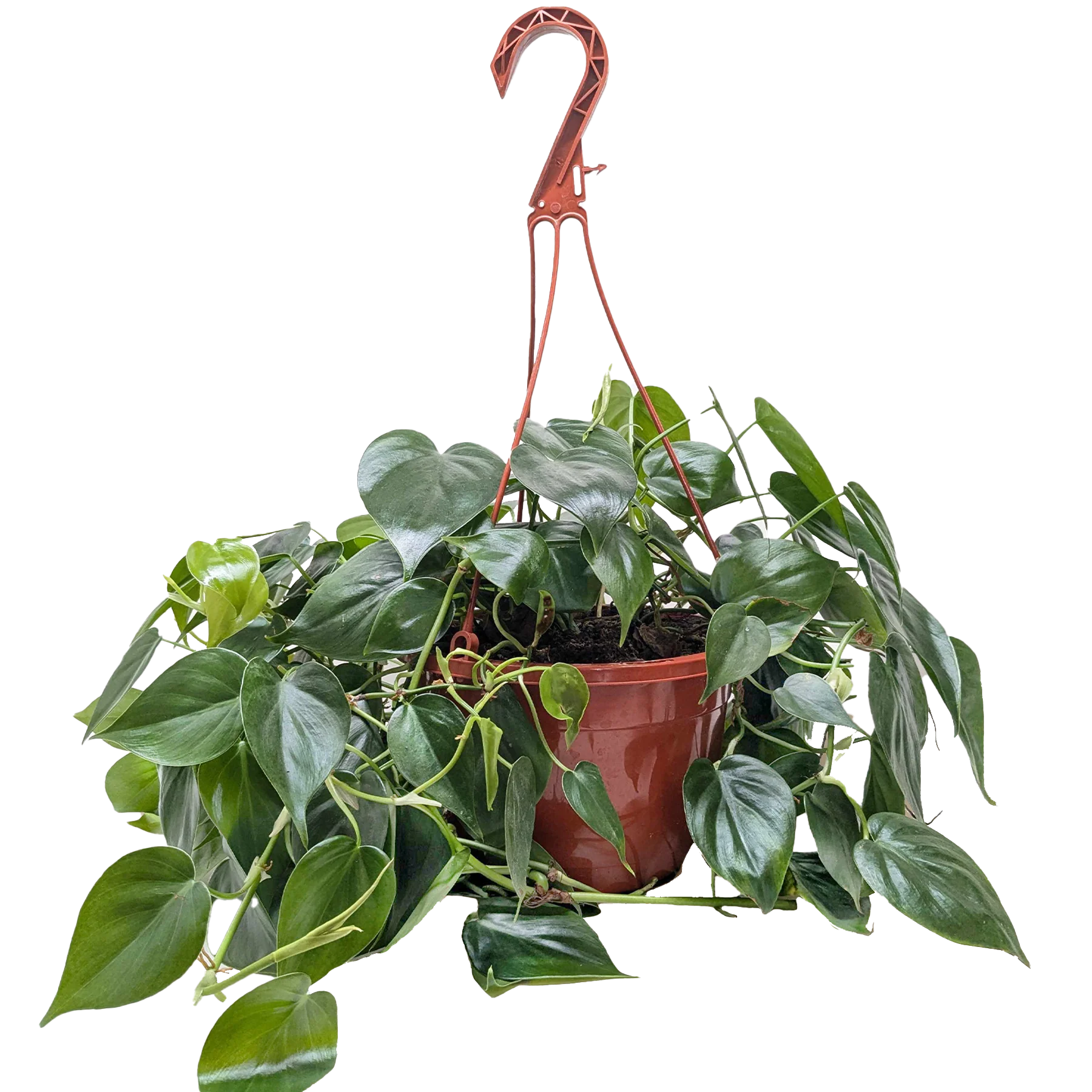 Philodendron Cordatum – Heartleaf Vining Live Plant | SunriseDaylas