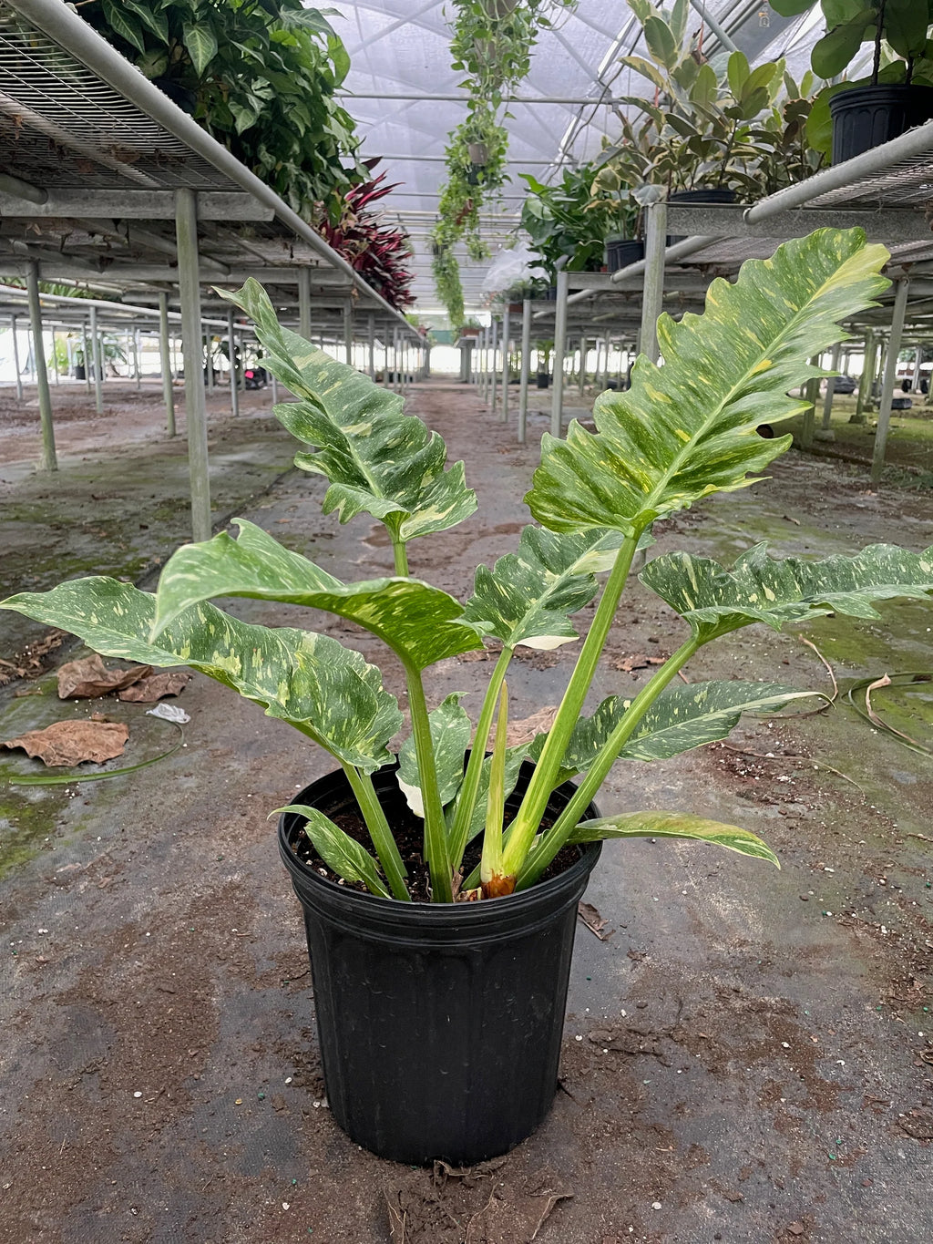 Rare Ring of Fire Philodendron – Collector Plant | SunriseDaylas