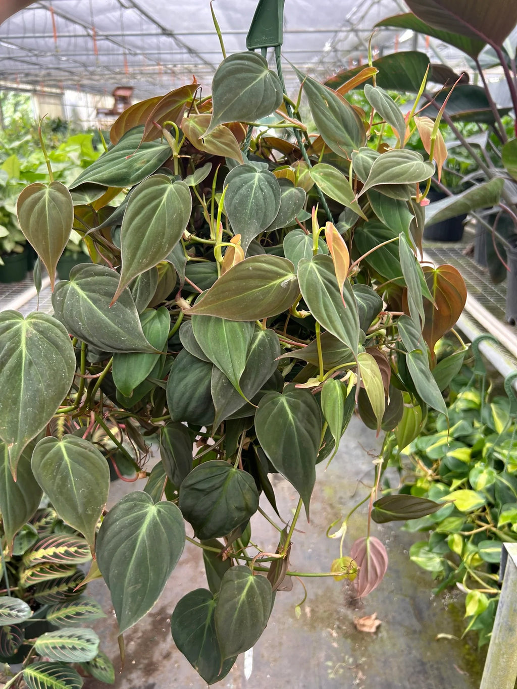 Velvet Philodendron – Velvety Trailing Live Plant | SunriseDaylas