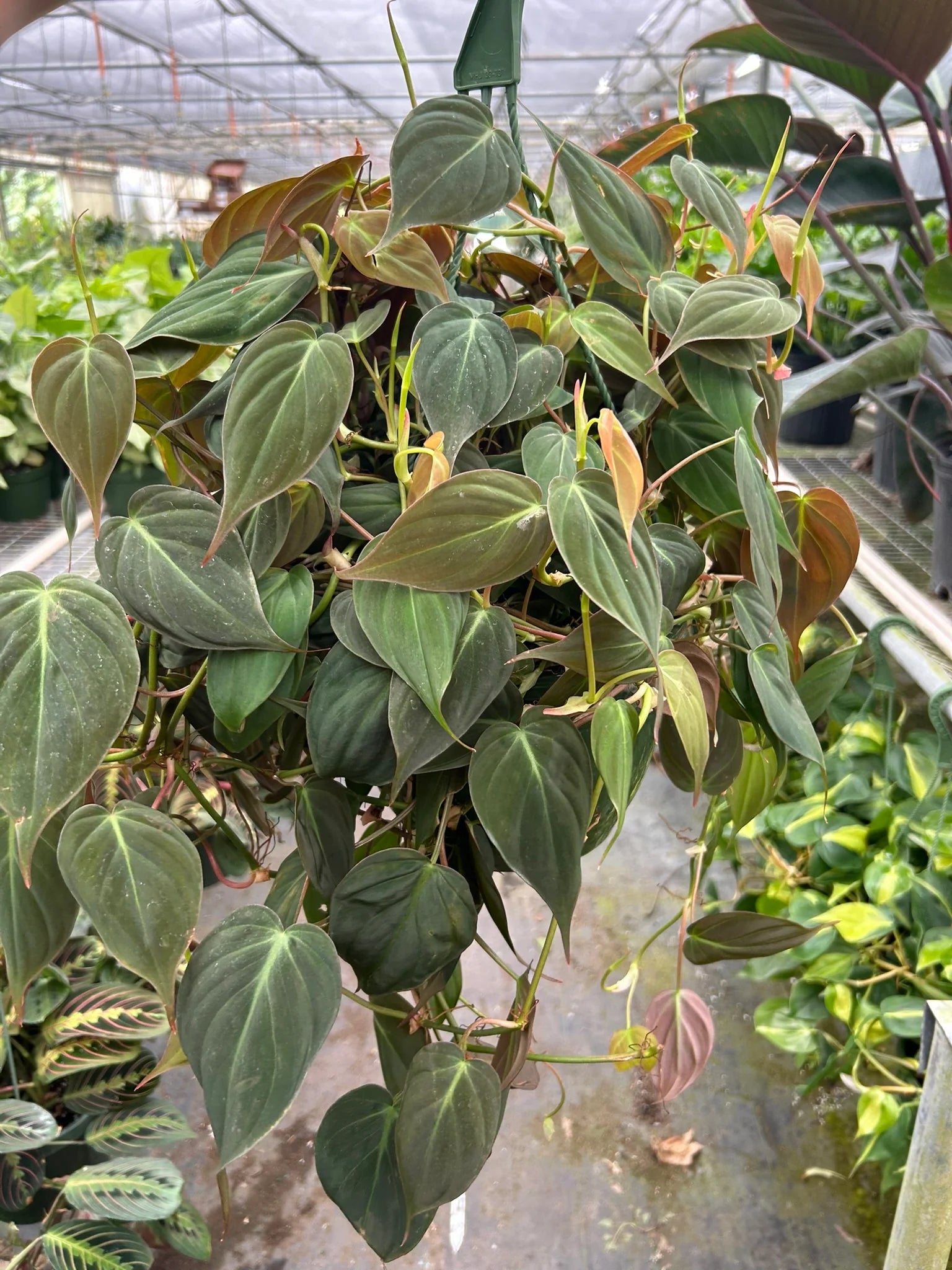 Velvet Philodendron – Velvety Trailing Live Plant | SunriseDaylas