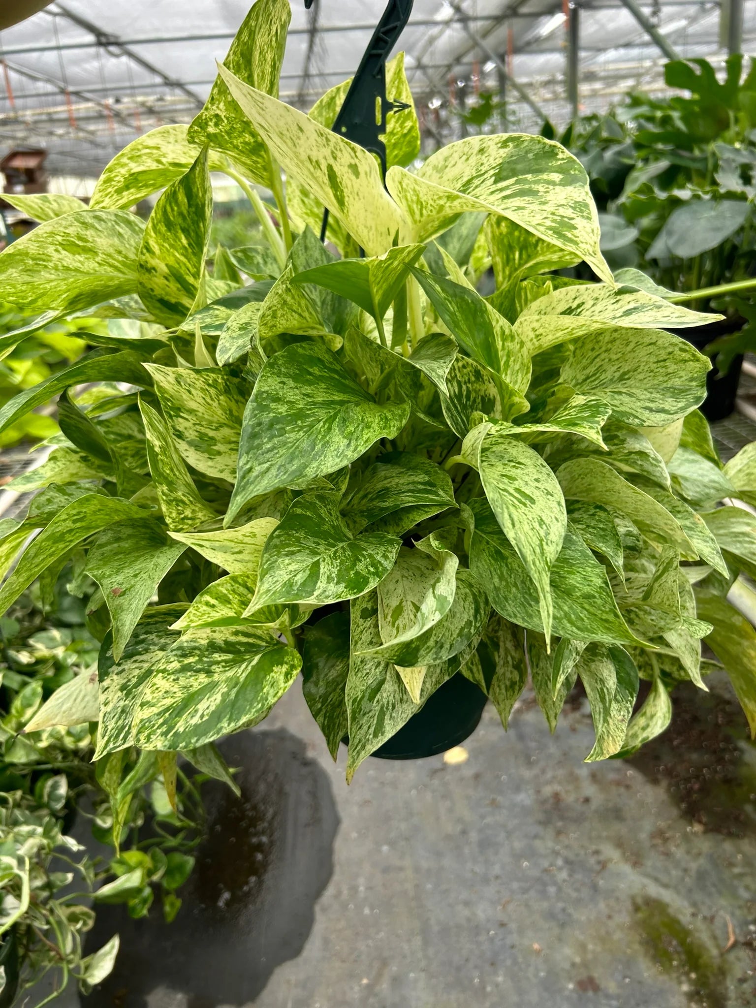 Marble Queen Pothos – Variegated Trailing Plant | SunriseDaylas