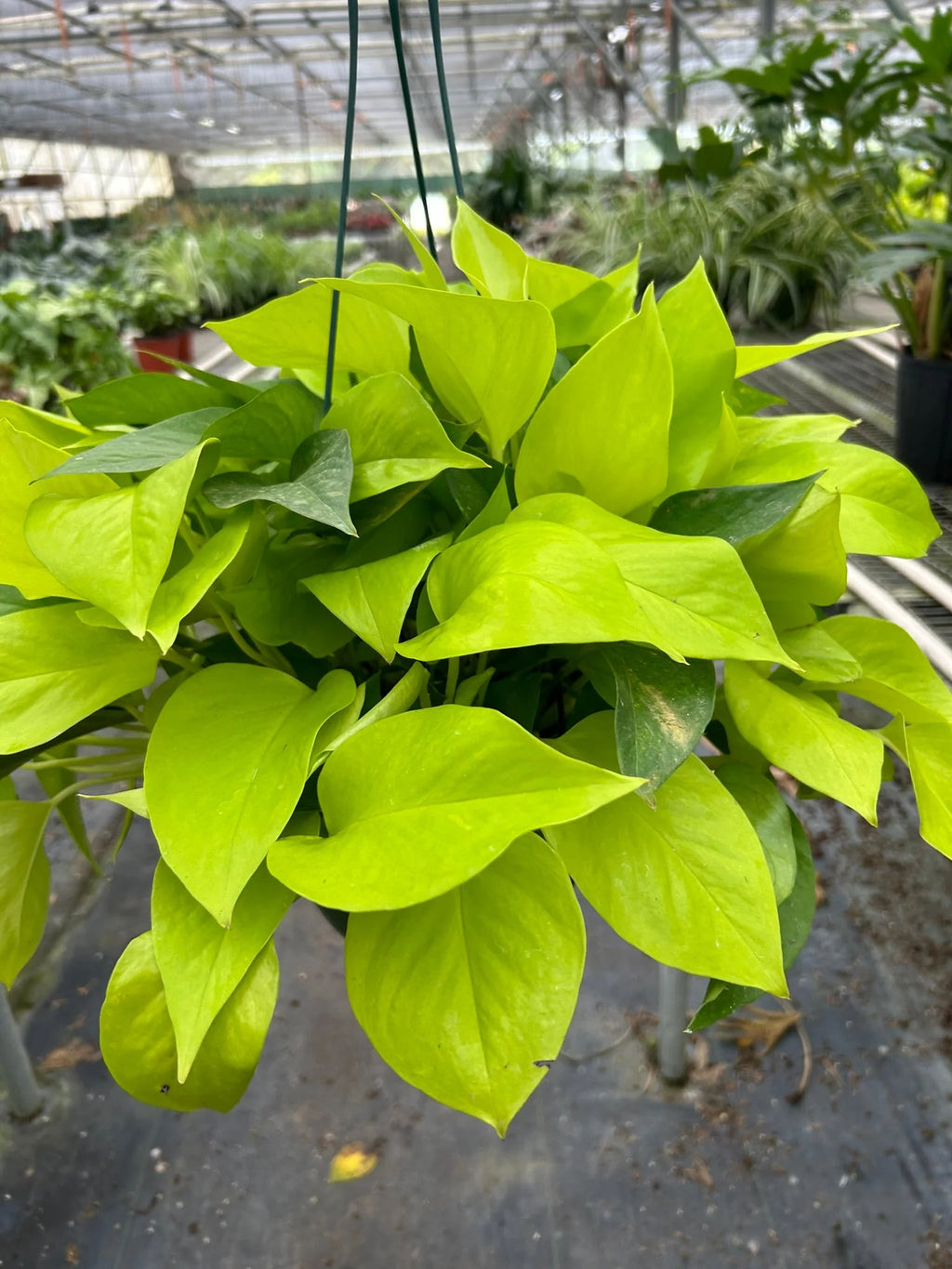 Neon Pothos – Vibrant Trailing Indoor Plant | SunriseDaylas