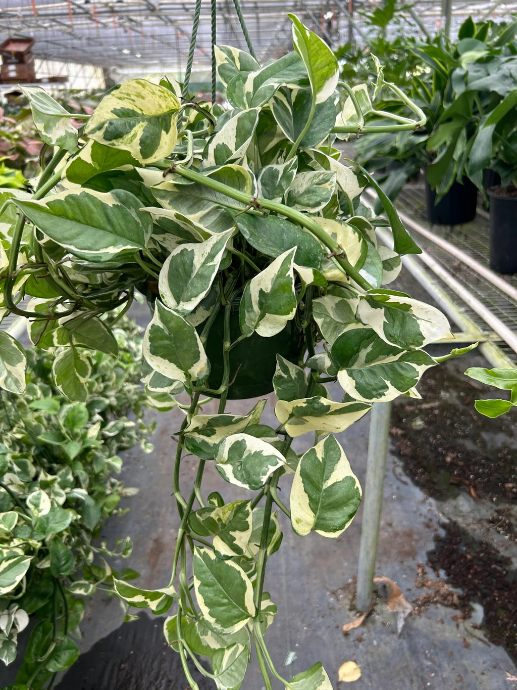 Pothos N'Joy Variegated Trailing Live Indoor Plant