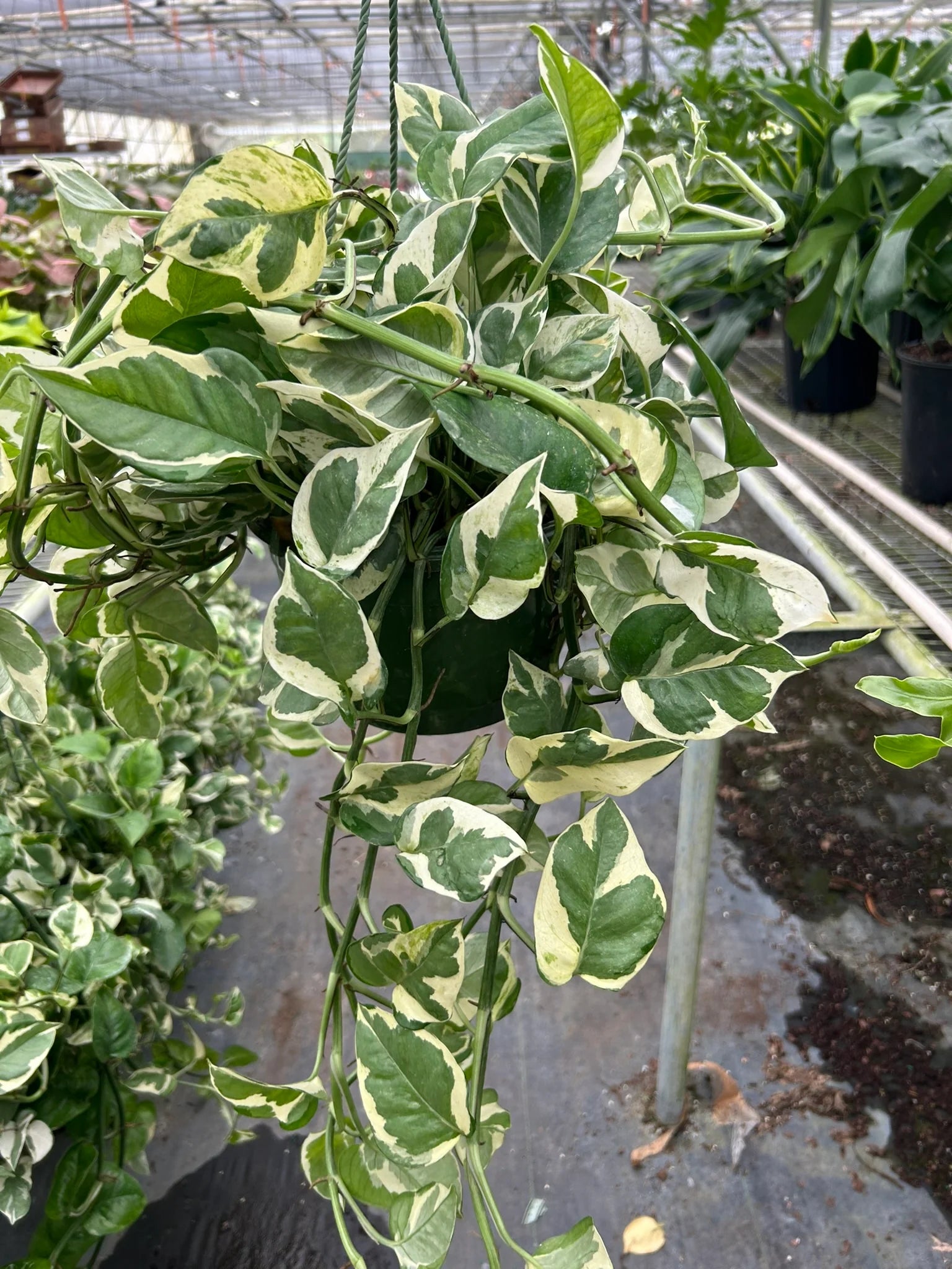 Pothos N'Joy Variegated Trailing Live Indoor Plant