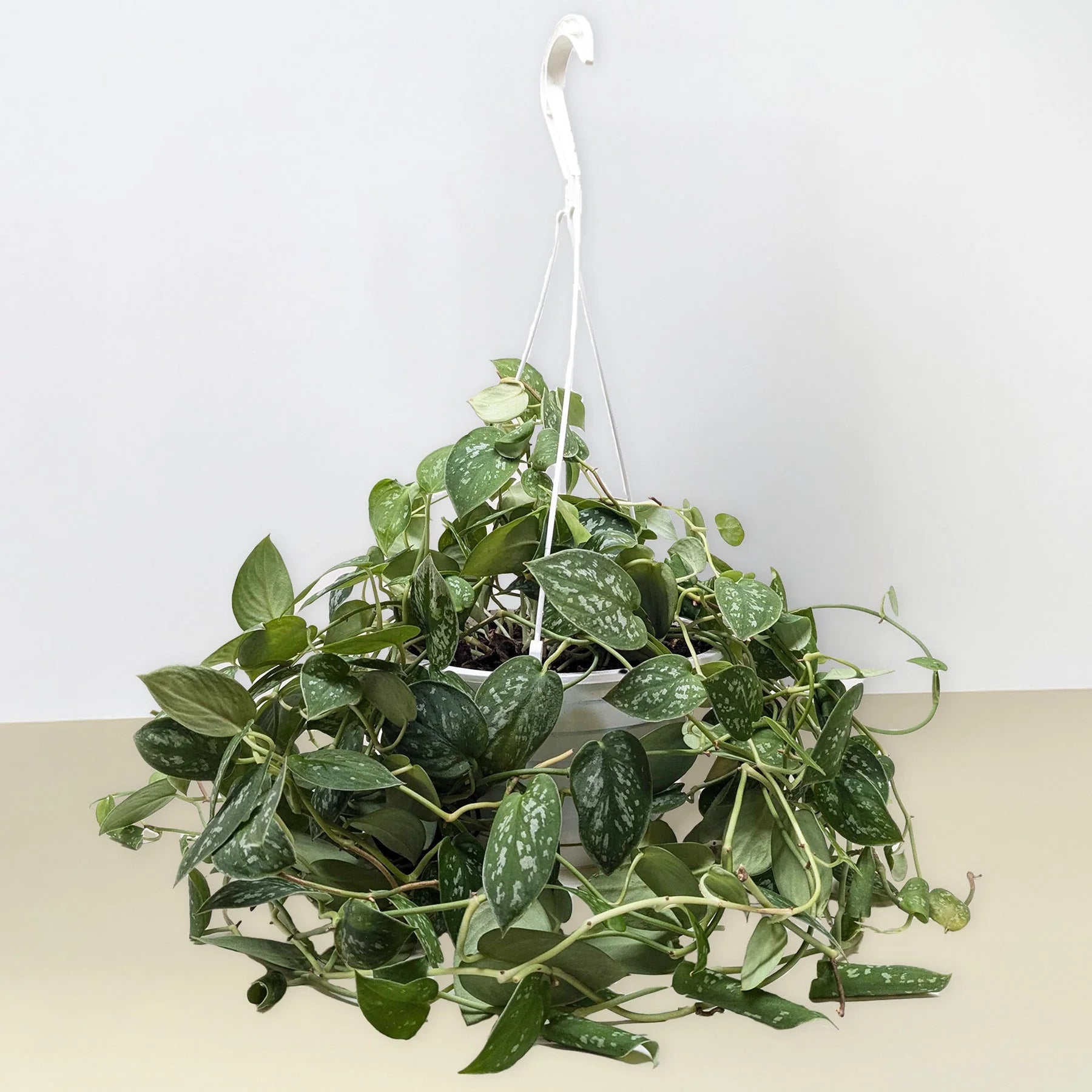 Satin Pothos – Silvery Trailing Indoor Plant | SunriseDaylas