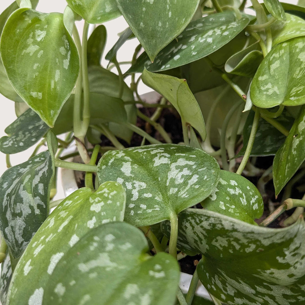 Satin Pothos – Silvery Trailing Indoor Plant | SunriseDaylas