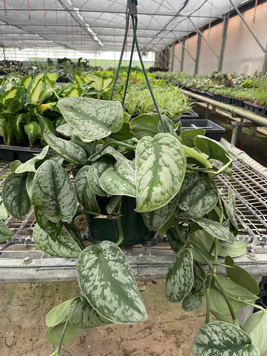 Silver Splash Pothos – Satin-Flecked Trailing Plant | SunriseDaylas
