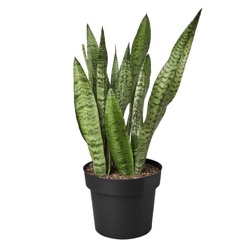 Snake Plant Zeylanica – Easy Care Air Purifying Plant | SunriseDaylas