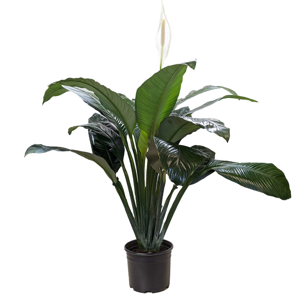 Peace Lily – Air Purifying Flowering Plant | SunriseDaylas