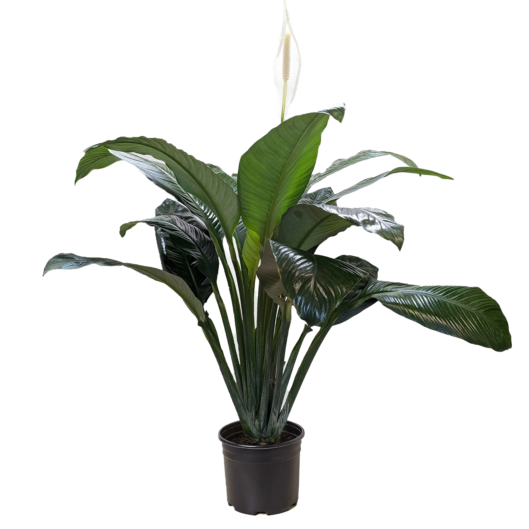 Peace Lily – Air Purifying Flowering Plant | SunriseDaylas