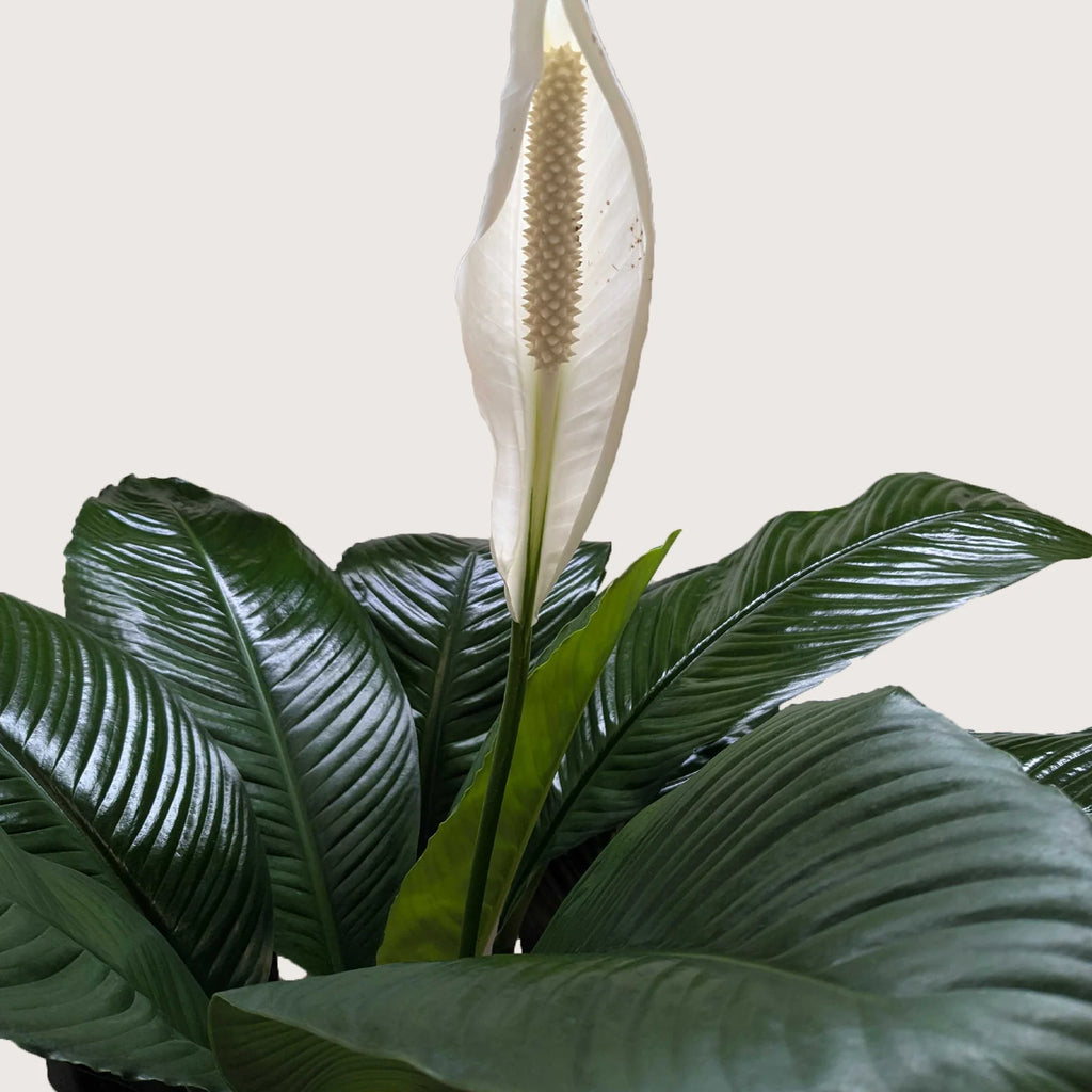 Peace Lily – Air Purifying Flowering Plant | SunriseDaylas
