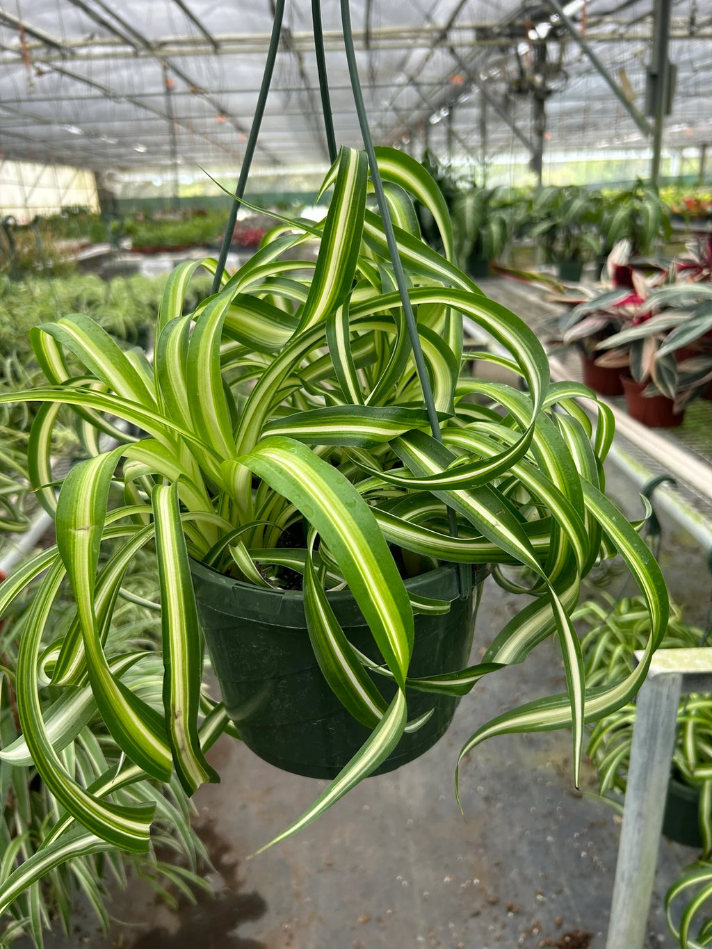 Spider Plant Bonnie – Pet Friendly Air Purifying Plant | SunriseDaylas