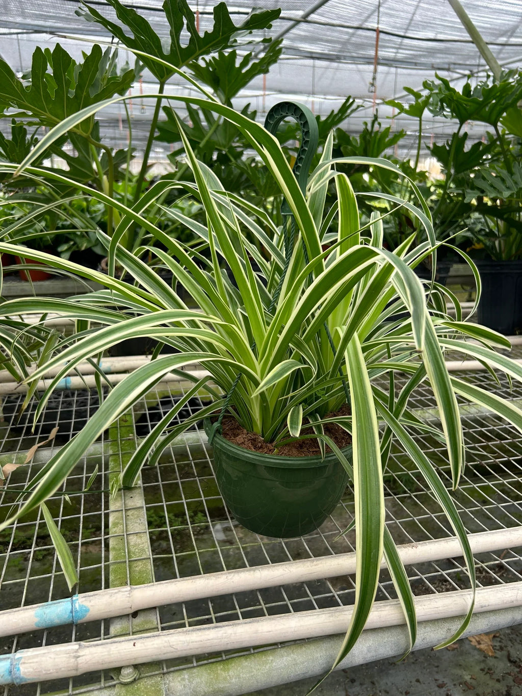 Spider Plant Reverse – Pet Friendly Air Purifier | SunriseDaylas