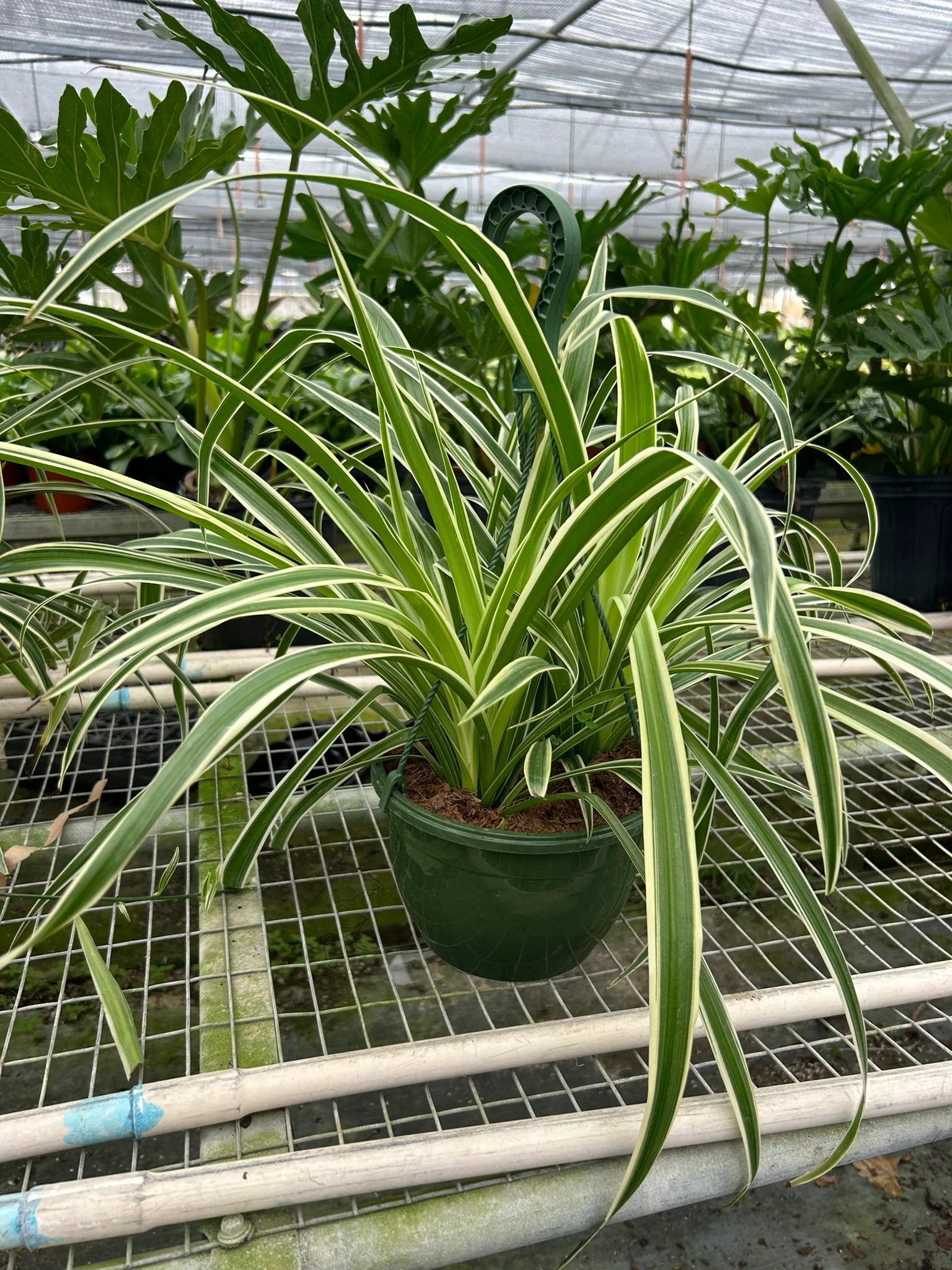 Spider Plant Reverse – Pet Friendly Air Purifier | SunriseDaylas