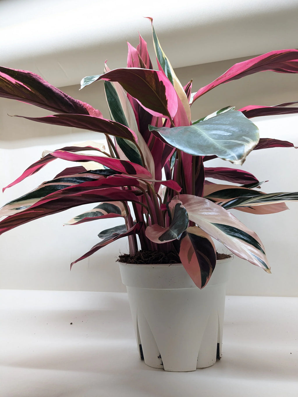 Stromanthe Triostar – Exotic Variegated Indoor Plant | SunriseDaylas