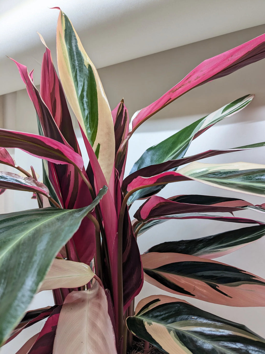Stromanthe Triostar – Exotic Variegated Indoor Plant | SunriseDaylas