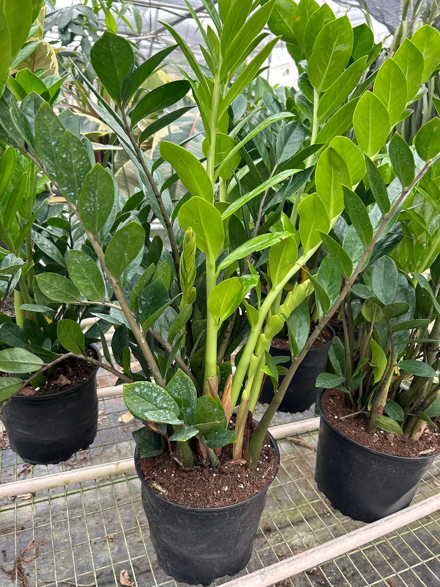 ZZ Plant Zamioculcas Zamiifolia Live Indoor Plant | SunriseDaylas