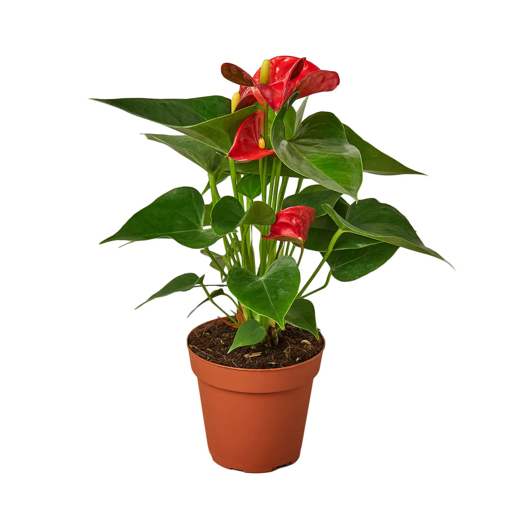 Red Anthurium – Exotic Tropical Flower | SunriseDaylas