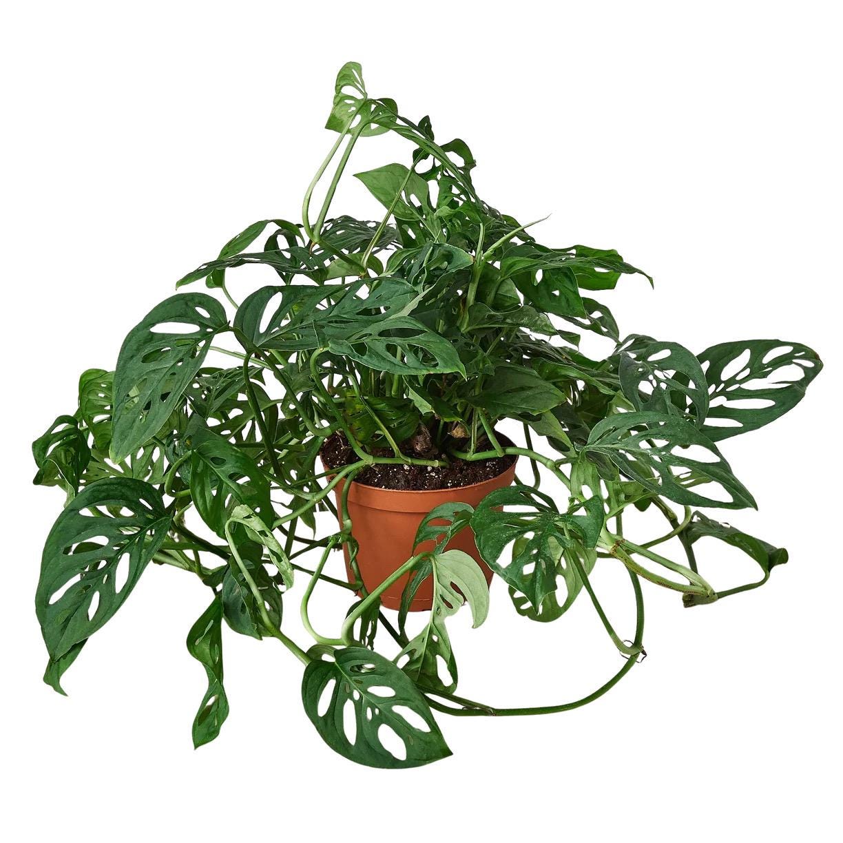 Monstera Adansonii | Swiss Cheese Vine | Live Rooted Tropical Plant | Easy Care | 4in 6in 8in Pot