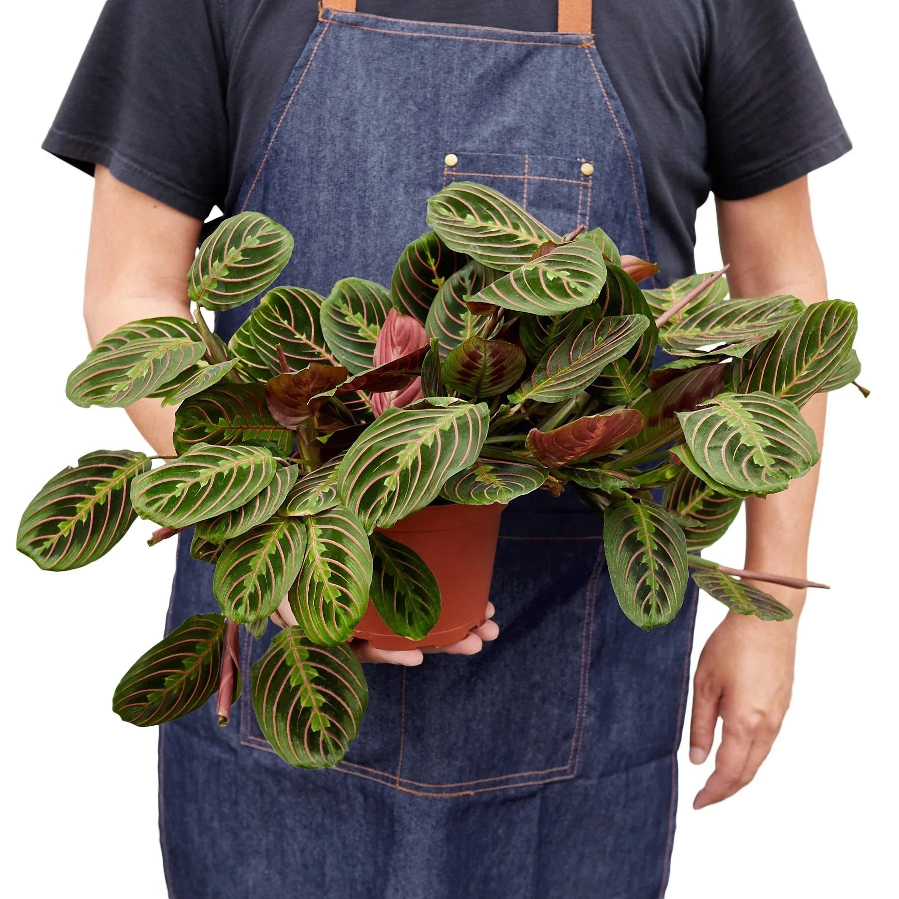 Red Prayer Plant Maranta Live Indoor Plant | SunriseDaylas