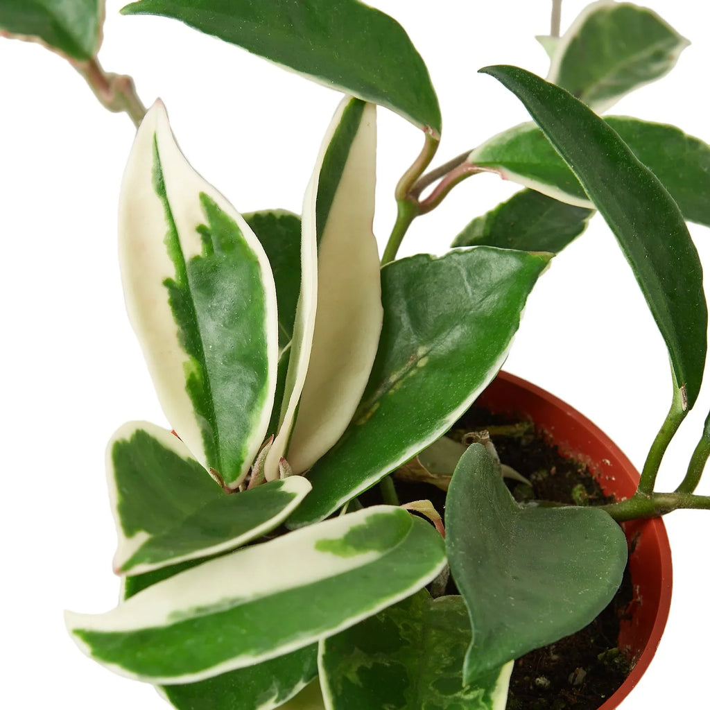 Hoya Carnosa ‘Tricolor’ – Colorful Wax Vine Indoor Plant | SunriseDaylas