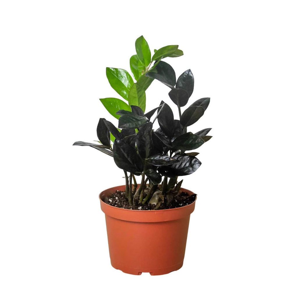 Raven ZZ Plant | Zamioculcas Zamiifolia Raven | Black Leaf Rare Houseplant | Low Light Indoor Plant | Air Purifying | Live Plant