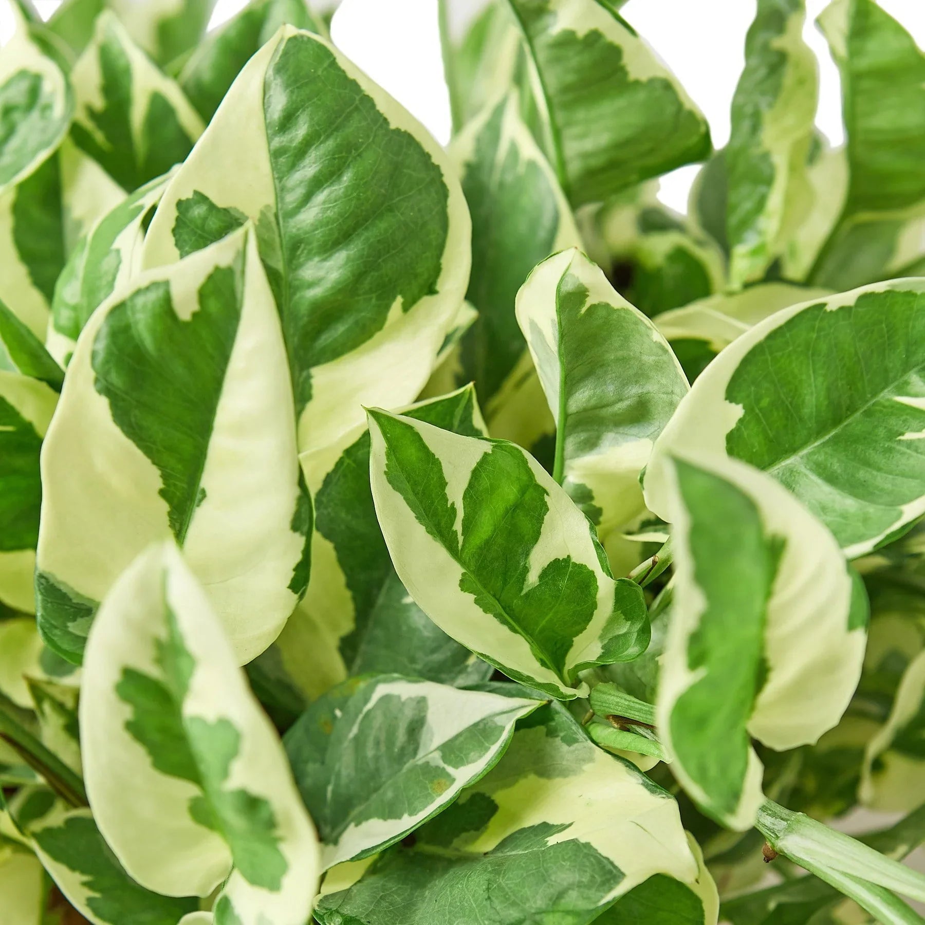 Pothos N'Joy Variegated Trailing Live Indoor Plant
