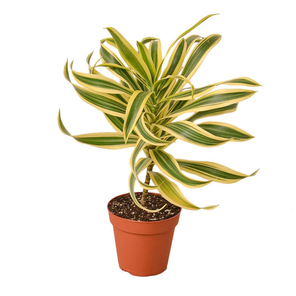 Dracaena Song of India Plant | Yellow Green Variegated Houseplant (4in 6in Pot)