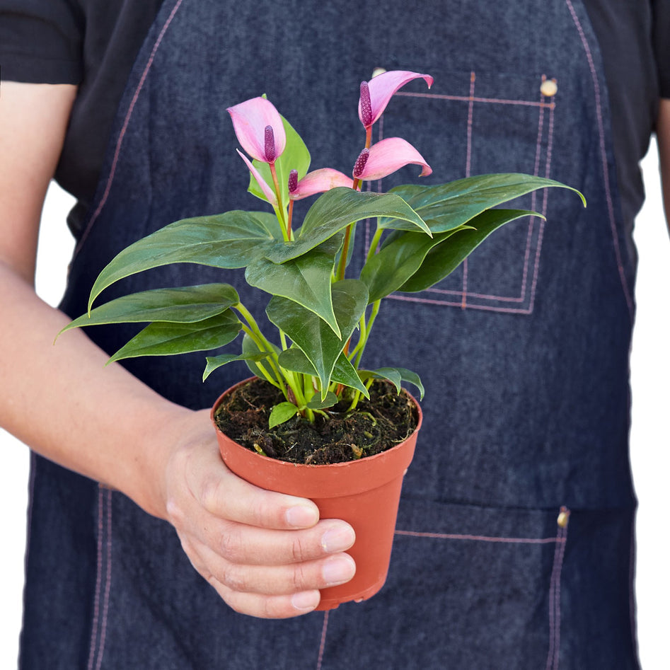 Purple Anthurium – Rare Blooming Indoor Plant | SunriseDaylas