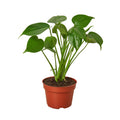 Monstera Deliciosa Split-Leaf Live Indoor Plant | SunriseDaylas
