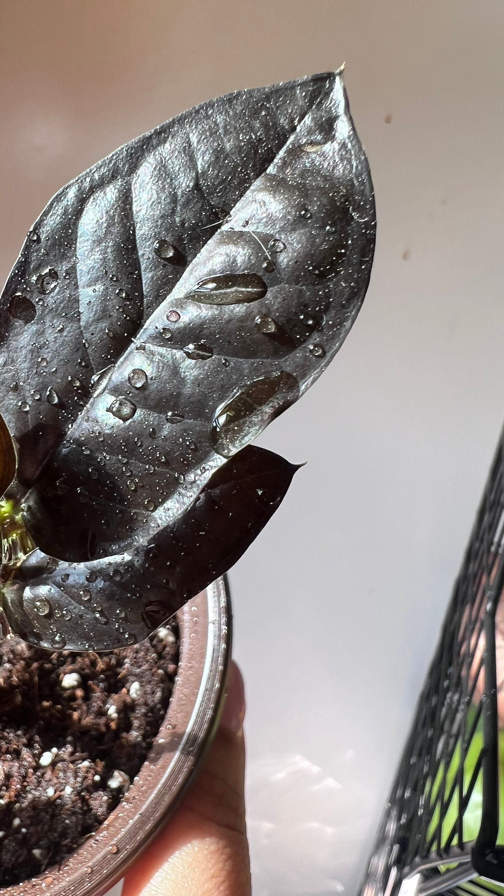 Raven ZZ Plant | Zamioculcas Zamiifolia Raven | Black Leaf Rare Houseplant | Low Light Indoor Plant | Air Purifying | Live Plant