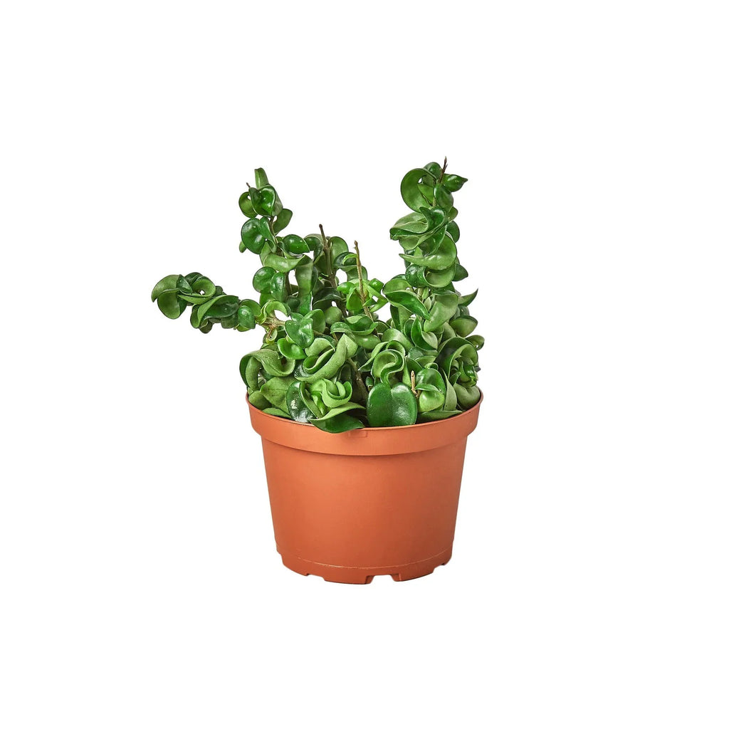 Hoya Rope Plant – Trailing Wax Plant Indoor Vine | SunriseDaylas