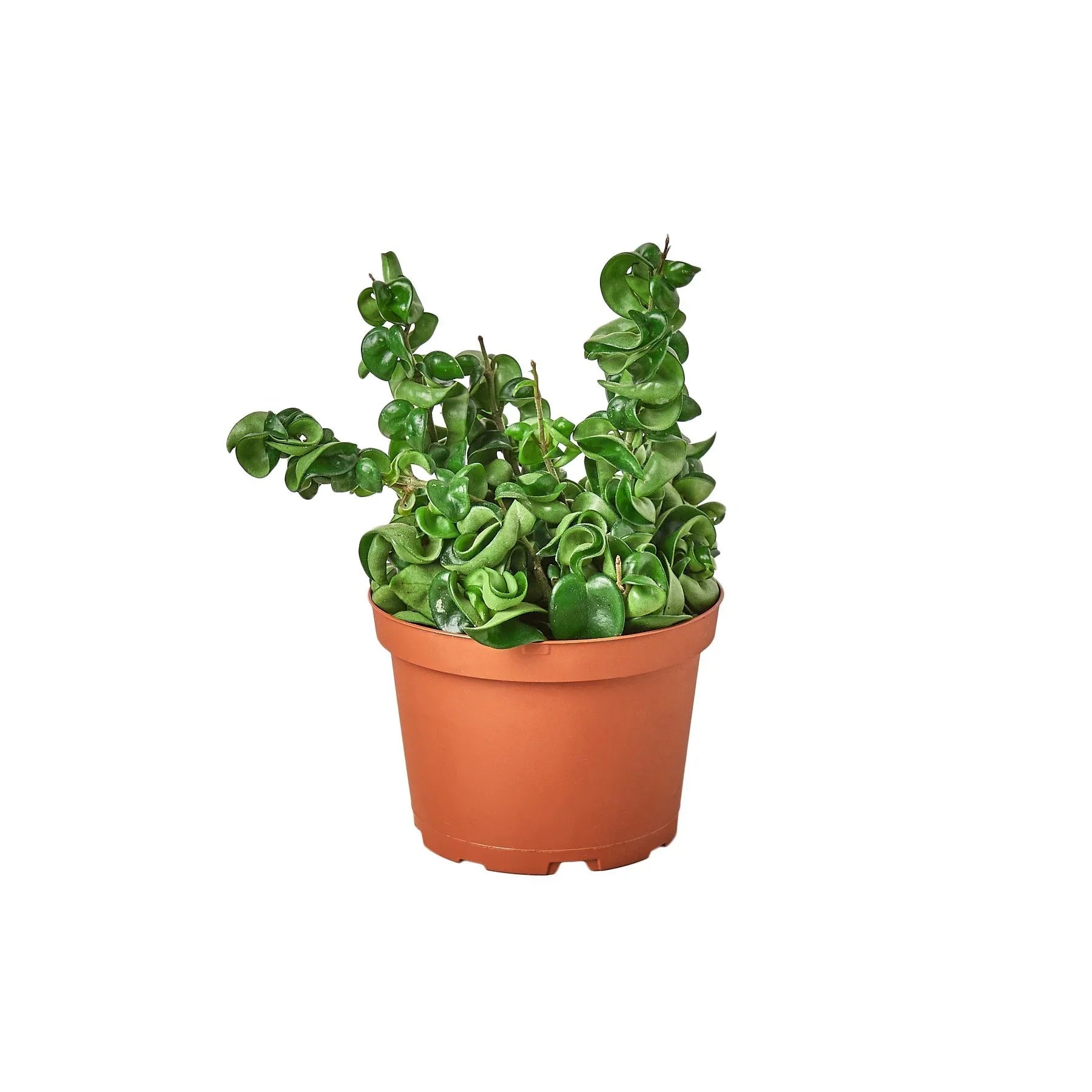 Hoya Rope Plant – Trailing Wax Plant Indoor Vine | SunriseDaylas