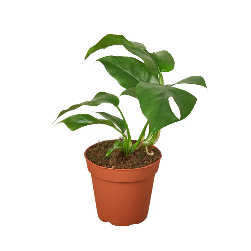 Mini Monstera – Fast Growing Split Leaf Plant | SunriseDaylas