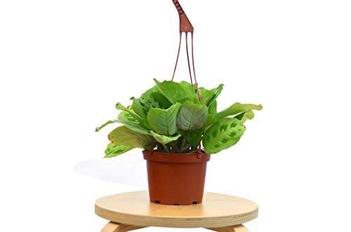 Maranta Prayer Plant | Maranta Leuconeura | Patterned Tropical Houseplant | Pet Friendly | Easy Care Indoor Plant | Live Plant | 3in 4in 6in