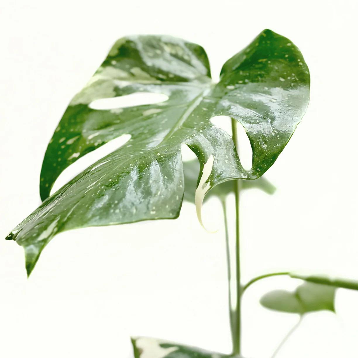 Monstera Thai Constellation Live Plant | Rare Variegated Leaves (2in 4in 6in Pot)