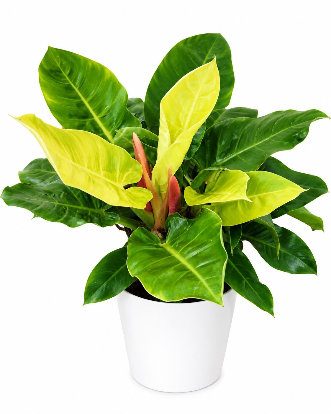 Philodendron Moonlight Plant | Neon Lime Tropical Houseplant, Easy Care Indoor Air Purifier
