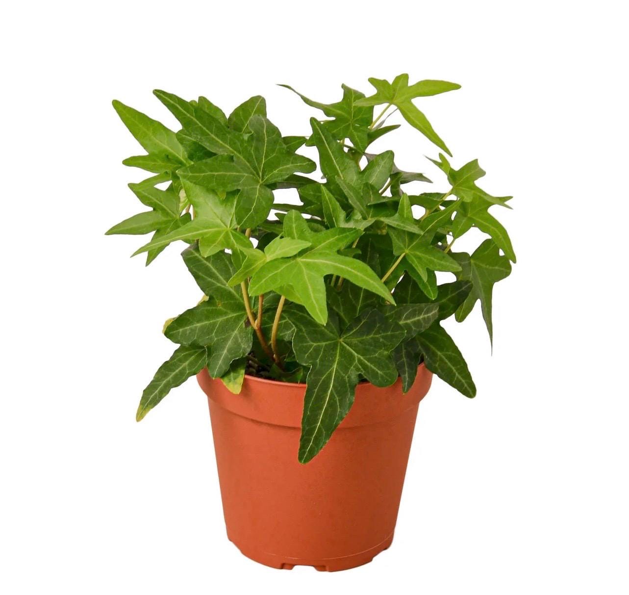 English Ivy Green California | Hedera Helix | Live Rooted Trailing Plant | Ground Cover | 4in Pot