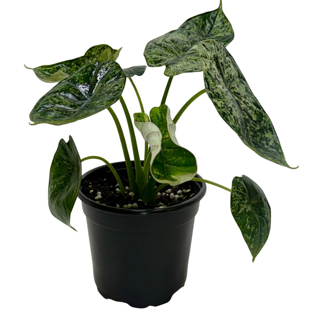 Rare Dragon Scale Mint Alocasia – Collector Plant | SunriseDaylas