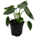 Rare Dragon Scale Mint Alocasia – Collector Plant | SunriseDaylas