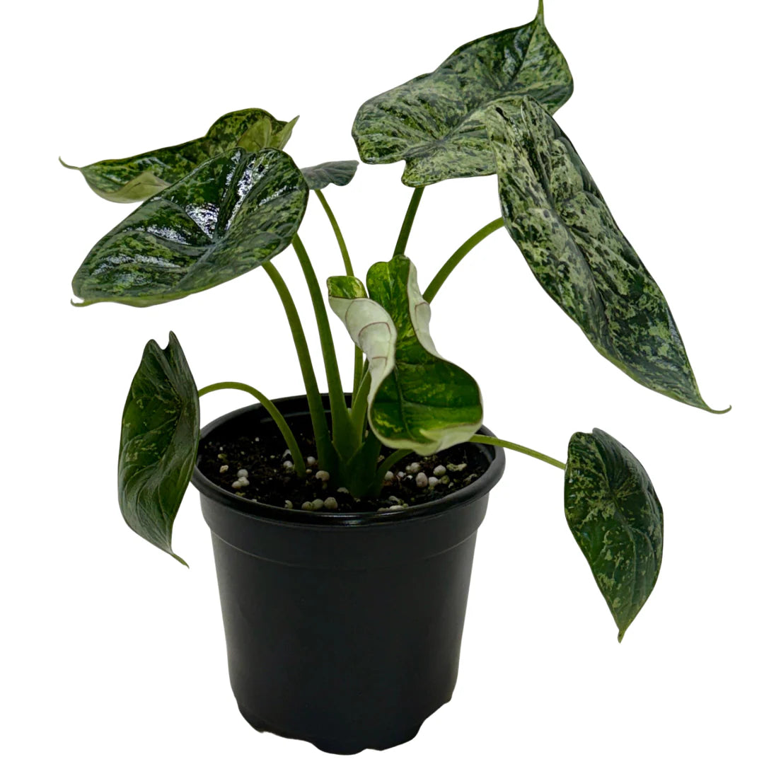 Rare Dragon Scale Mint Alocasia – Collector Plant | SunriseDaylas
