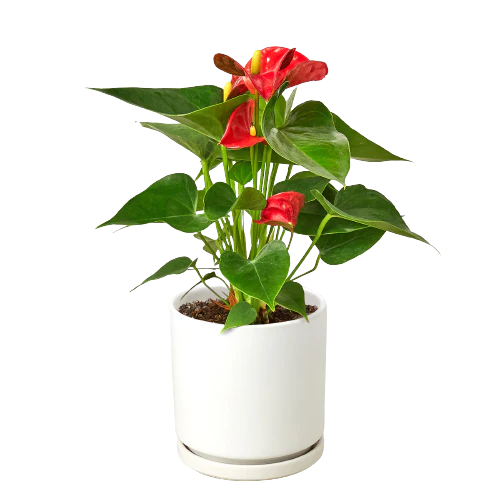 Red Anthurium – Exotic Tropical Flower | SunriseDaylas