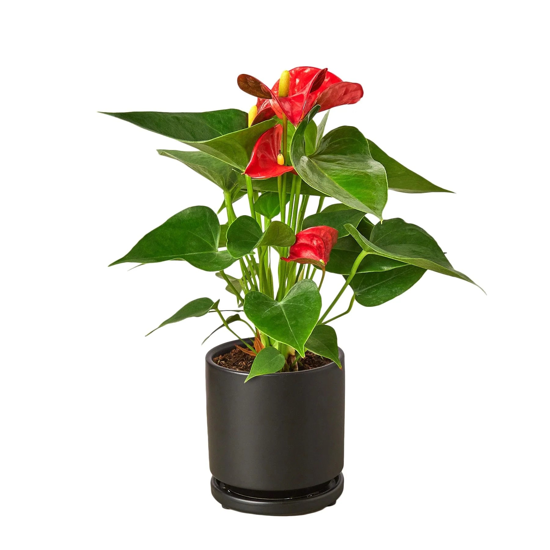 Red Anthurium – Exotic Tropical Flower | SunriseDaylas
